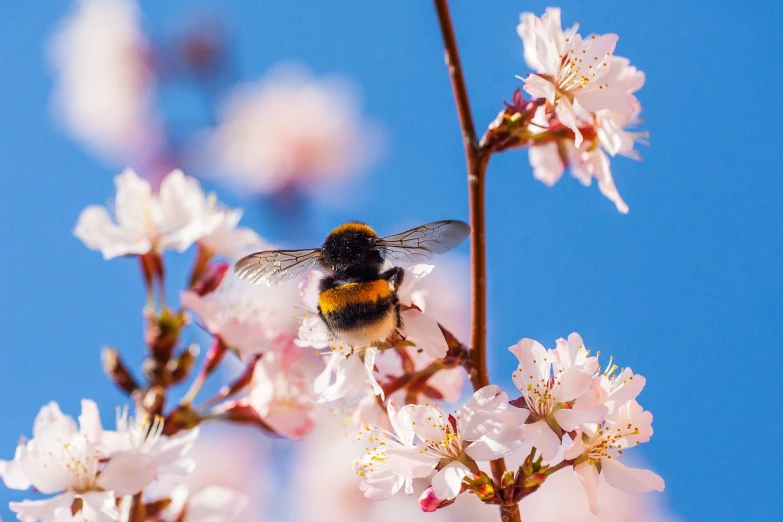 a bee that is sitting on a branch of a tree, a picture, by Dietmar Damerau, shutterstock, lush sakura, 🐝👗👾, heaven on earth, vanilla