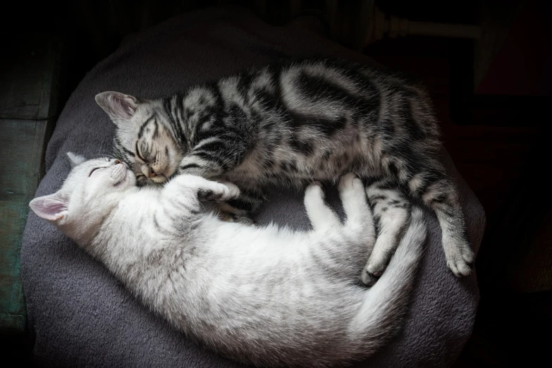 a couple of cats laying on top of each other, a photo, romanticism, in the bedroom at a sleepover, very sharp photo, high res photo, all enclosed in a circle