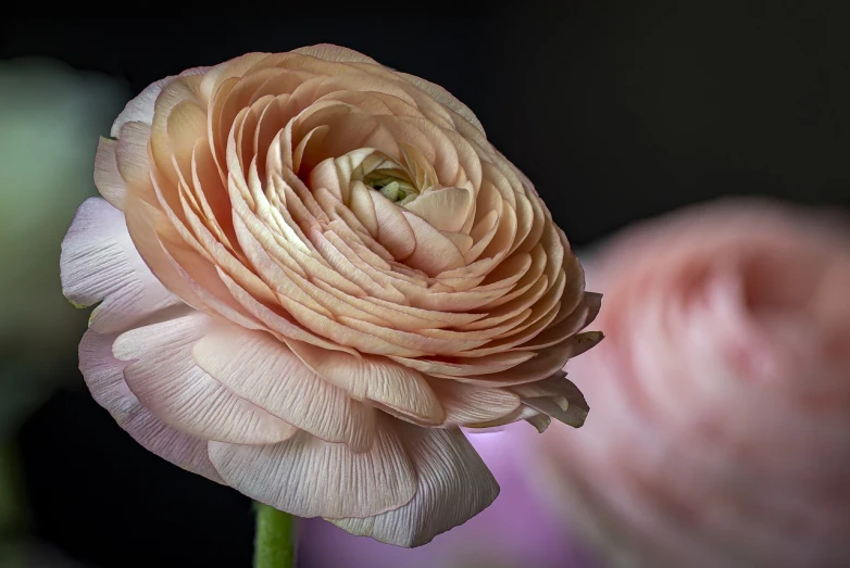 a close up of a pink flower in a vase, a macro photograph, inspired by Allan Ramsay, pexels, romanticism, in shades of peach, turban of flowers, peter guthrie, intricate detail realism hdr
