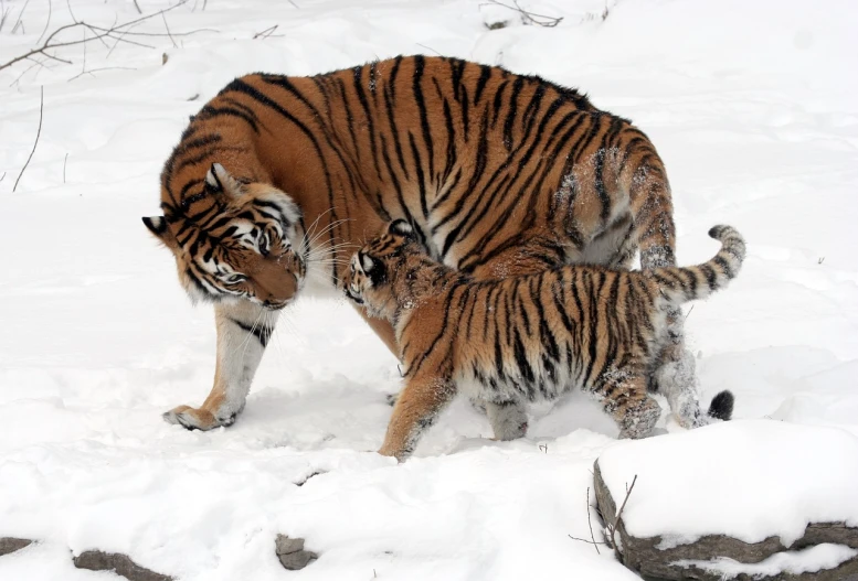 a mother tiger and her cub playing in the snow, a picture, 32k, pregnancy, 20k, 2070