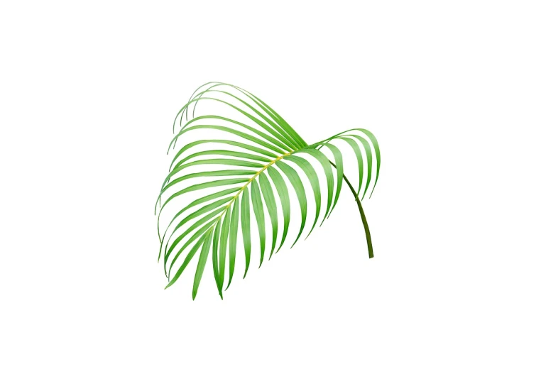 a green palm leaf on a white background, an illustration of, by Kinichiro Ishikawa, created in adobe illustrator, some plant life, in style of digital illustration, lit from the side