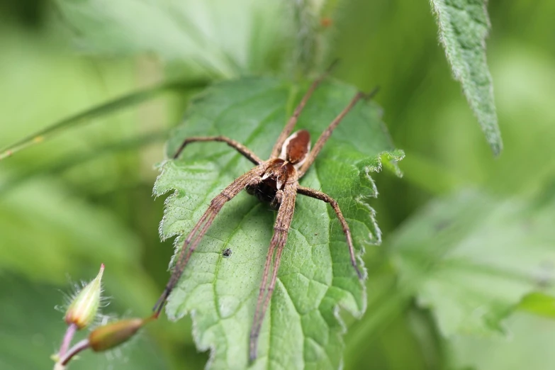 a spider sitting on top of a green leaf, a macro photograph, hurufiyya, spider legs large, long dark tattered umbra, with long antennae, high res photo