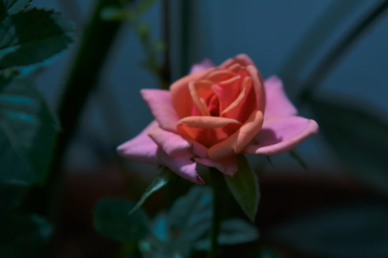 a close up of a pink rose with green leaves, a macro photograph, romanticism, obscured underexposed view, 5 5 mm photo, pink and orange colors, realistic photo