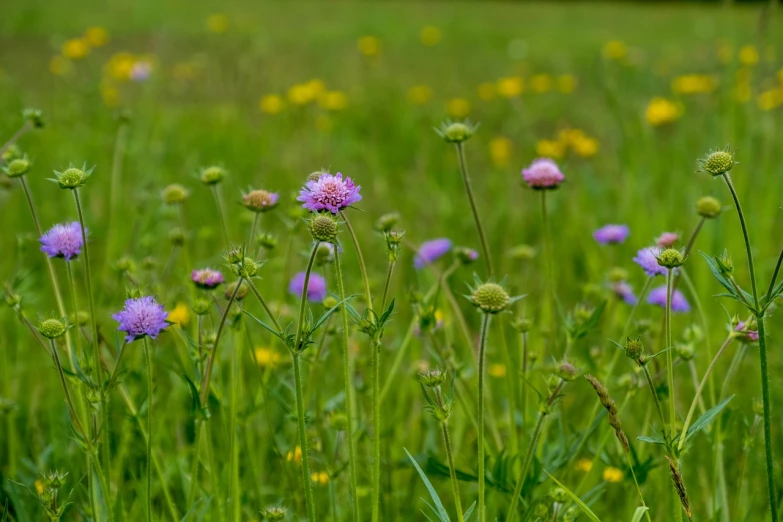 a field full of purple and yellow flowers, a portrait, by Richard Carline, shutterstock, lush green meadow, pincushion lens effect, depth of field 1 0 0 mm, herbs