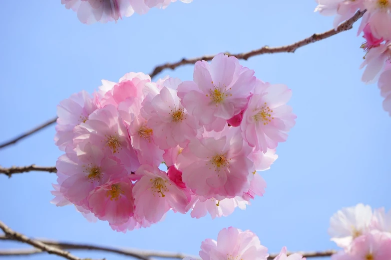 a close up of some pink flowers on a tree, a picture, by Hiroshi Honda, sunny day with clear sky, very very well detailed image, sakura flower, flash photo