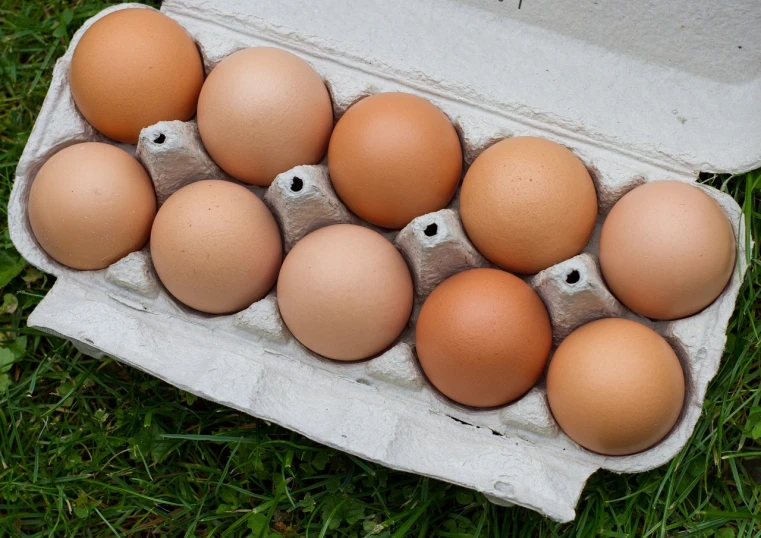 a dozen eggs in a carton on the grass, a portrait, by Linda Sutton, flickr, bottom angle, organics, 2015, gray