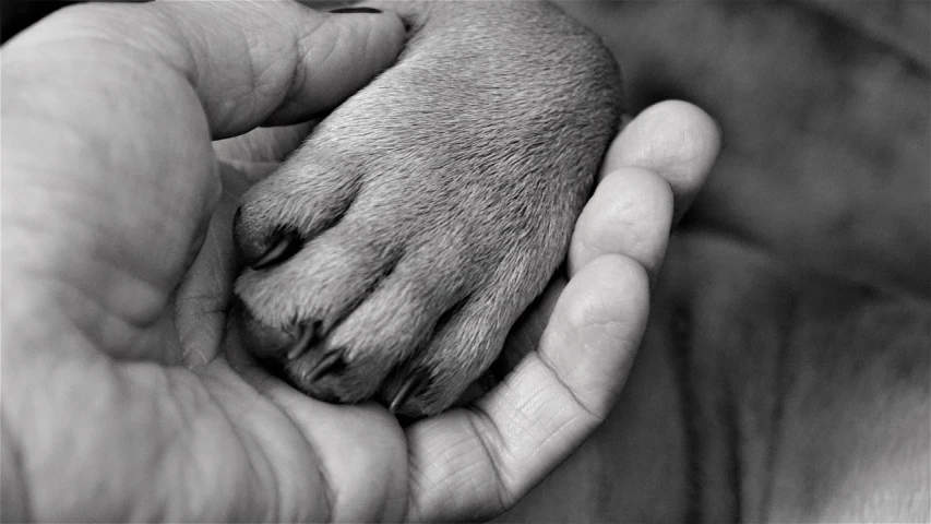 a close up of a person holding a dog's paw, a black and white photo, by Mirko Rački, pixabay, renaissance, tiny feet, close-up of thin soft hand, holding khopesh, agfa photo