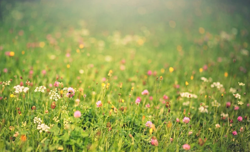 a field filled with lots of green grass and flowers, pexels, color field, delicate soft hazy lighting, pink white and green, bokeh”, vintage color