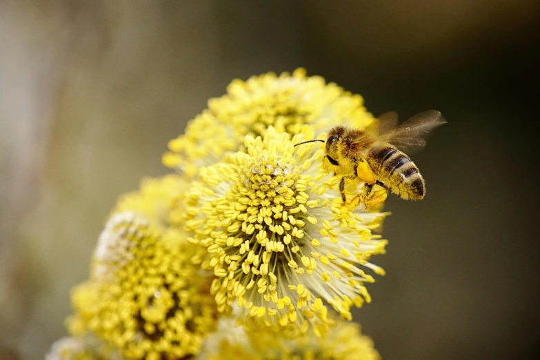 a close up of a bee on a flower, figuration libre, yellow colours, istock, excellent detail, pollen