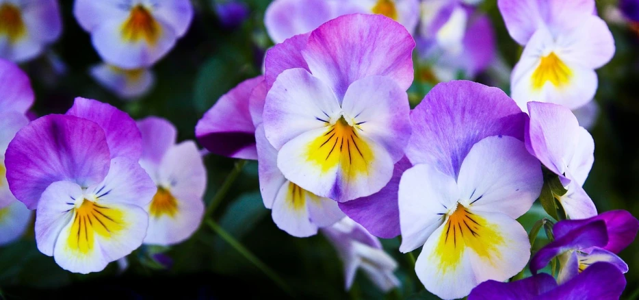 a close up of a bunch of purple and yellow flowers, by Rhea Carmi, pixabay, 👰 🏇 ❌ 🍃, white and purple, with round cheeks, shaded