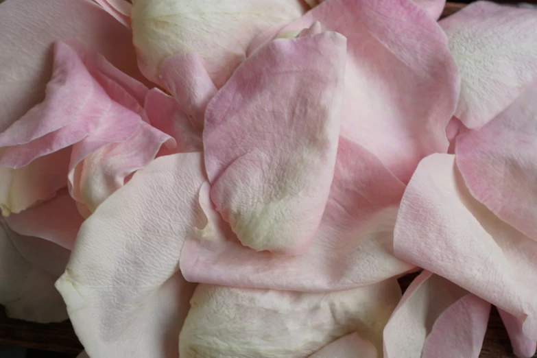 a close up of a bunch of pink flowers, renaissance, large rose petals, high quality product image”