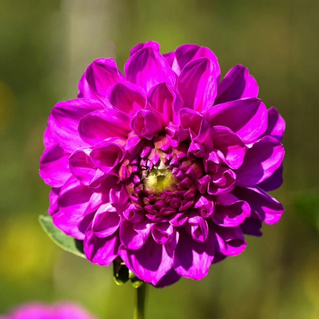 a close up of a purple flower on a stem, a portrait, by John Gibson, dahlias, beautiful sunny day, various posed, closeup photo