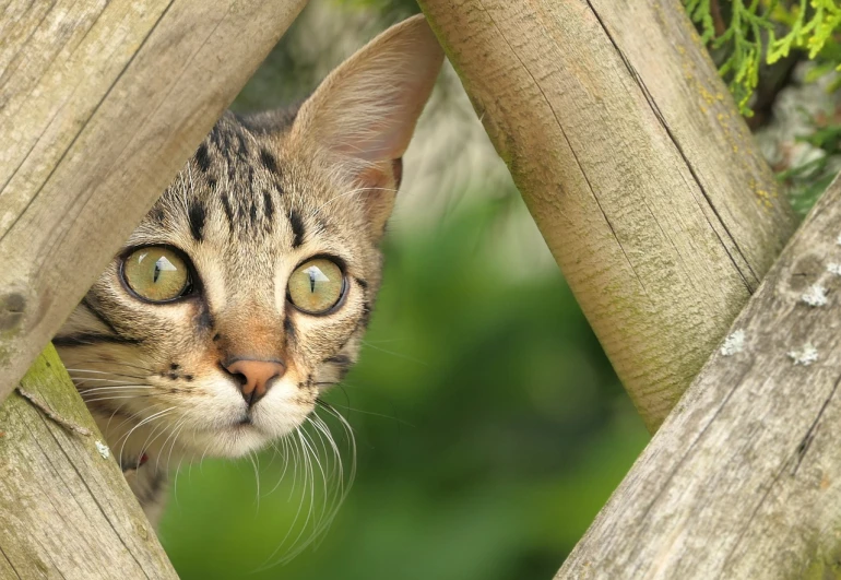 a cat peeking out from behind a wooden fence, a picture, shutterstock, looking through a portal, widescreen, green big eyes, sand cat