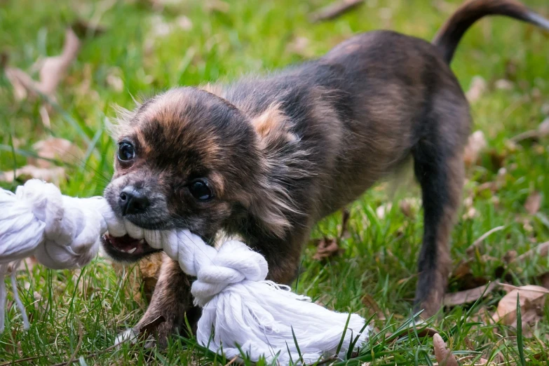 a small dog chewing on a rope toy, by Jan Konůpek, rubens, with a white muzzle, gremlin, excitement