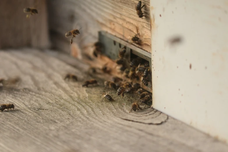 a bunch of bees that are on a piece of wood, unsplash, happening, about to enter doorframe, stock photo, close establishing shot, ground-breaking