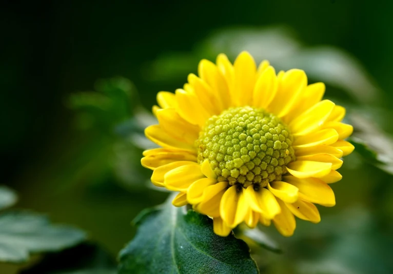 a close up of a yellow flower with green leaves, a picture, by Dietmar Damerau, renaissance, shallow depth of field hdr 8 k, fibonacci sequence, coxcomb, photography