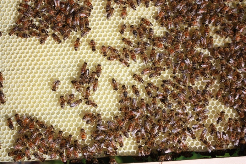 a bunch of bees sitting on top of a honeycomb, by Alison Watt, overhead birdseye view, panel, hd —h 1024, il