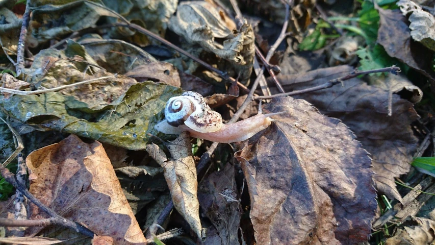 a snail sitting on top of a pile of leaves, land art, barnacle, only eyeball, solo 3 / 4 portait, late autumn