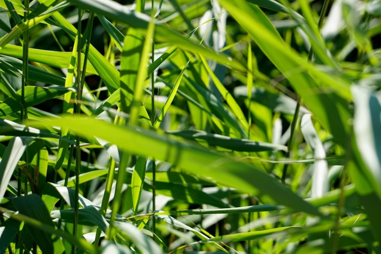 a yellow bird sitting on top of a lush green field, a picture, by Thomas Häfner, shutterstock, tall grown reed on riverbank, detailed zoom photo, large leaves, directional sunlight skewed shot