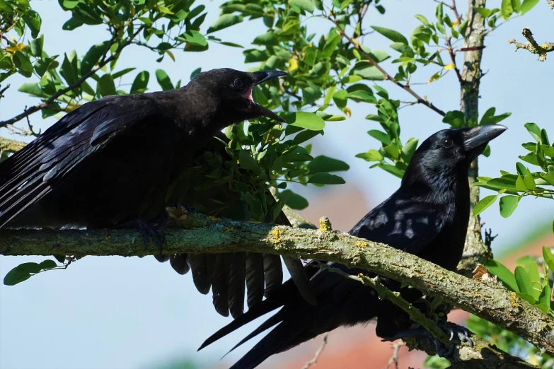two black birds sitting on top of a tree branch, a picture, by Jan Tengnagel, pixabay, hurufiyya, licking out, closeup of a crow, young female, summer day