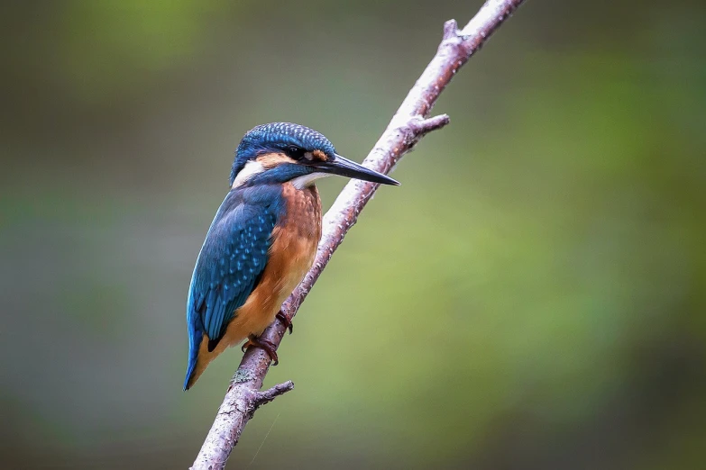 a bird sitting on top of a tree branch, a picture, by Dietmar Damerau, pexels, hurufiyya, teals, fishing, feathers ) wet, india