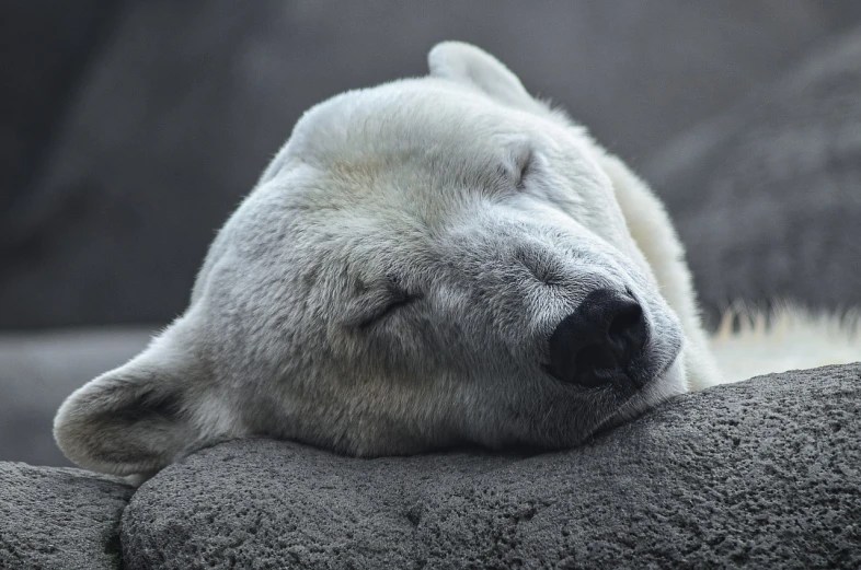 a close up of a polar bear sleeping on a rock, shutterstock, romanticism, white labrador retriever face, oozing bile ), aaaaaaaaaaaaaaaaaaaaaa, 12k ursa