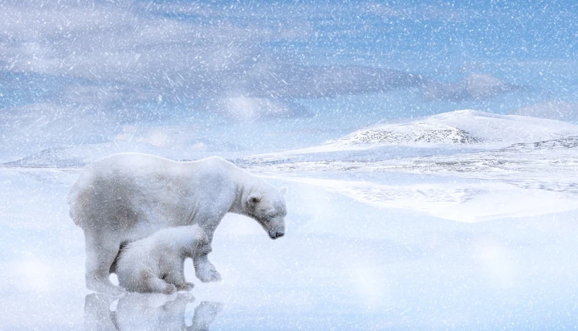 a polar bear and her cub walking in the snow, a digital rendering, romanticism, iphone background, nature photo