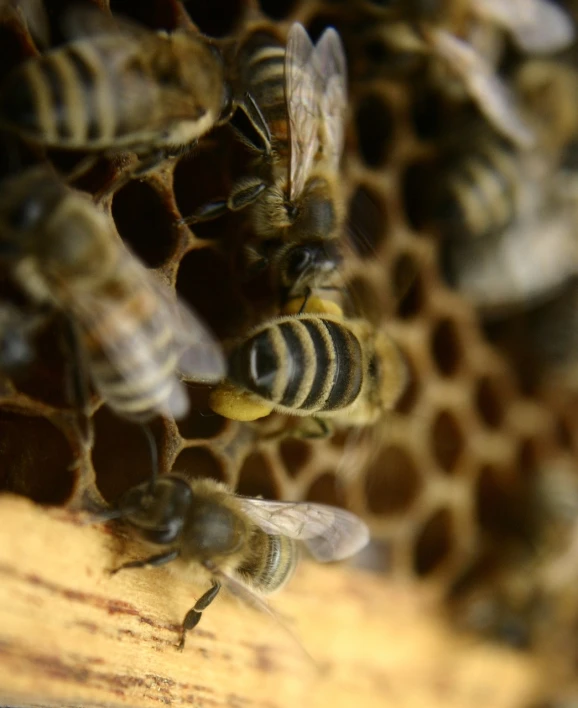 a group of bees sitting on top of a piece of wood, a macro photograph, by Robert Brackman, honeycomb structure, video, 2 0 1 0 photo, ladies