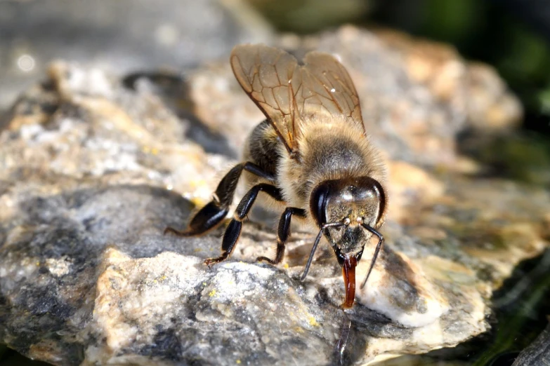 a close up of a bee on a rock, a macro photograph, by Robert Brackman, hurufiyya, drinking, older male, beautiful day, full res