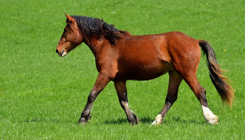 a brown horse walking across a lush green field, two legged with clawed feet, krenz cushar, wikipedia, afp