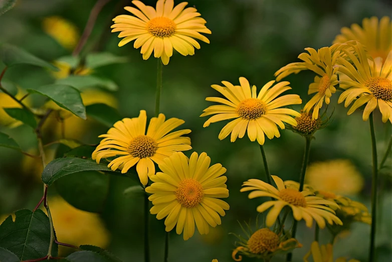 a group of yellow flowers sitting on top of a lush green field, by Hans Schwarz, flickr, fine art, paul barson, giant daisy flowers head, in a cottagecore flower garden, flowers!!!!