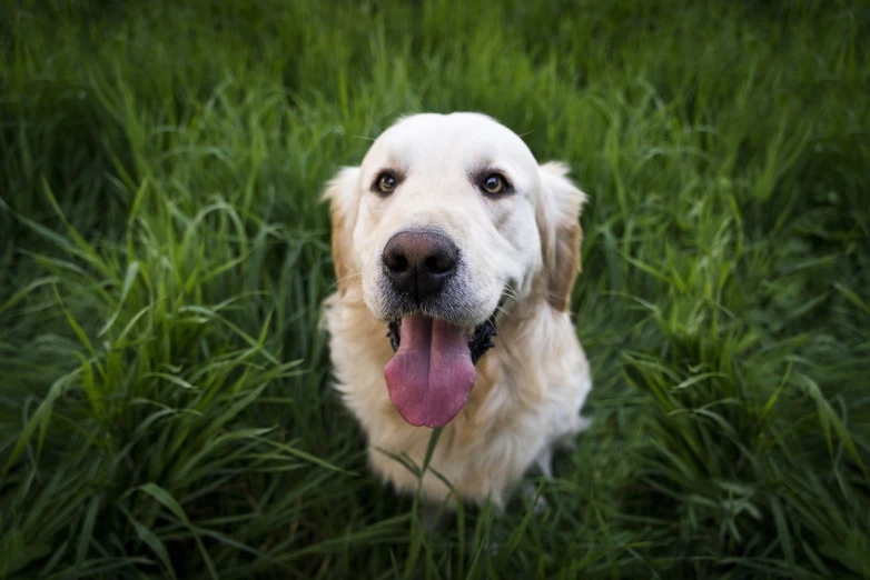 a dog that is sitting in the grass, a picture, by Paul Davis, shutterstock, slightly golden, smiling into the camera, shot from a low angle, tongue sticking out