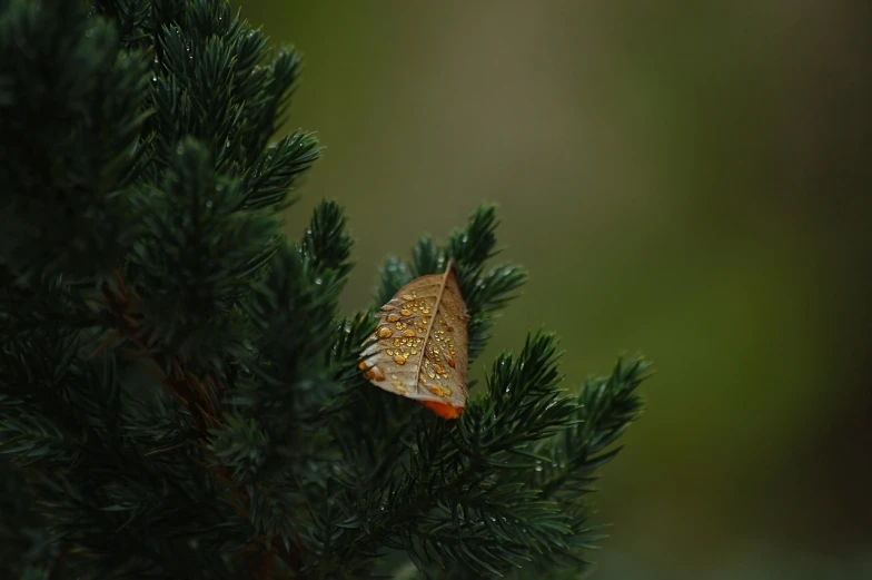 a close up of a leaf on a tree, by Jan Rustem, hurufiyya, pine, tattered wings, it\'s raining, solitude