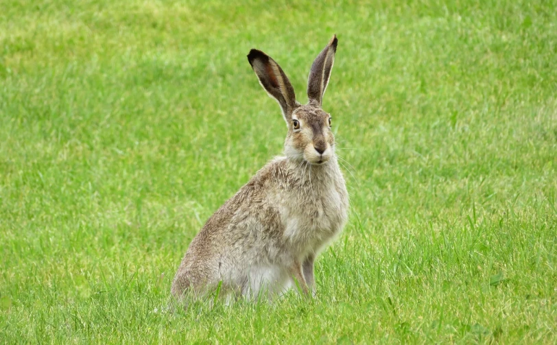 a rabbit that is sitting in the grass, by Robert Brackman, pixabay, curved horns!, long coyote like ears, grey-eyed, a tall