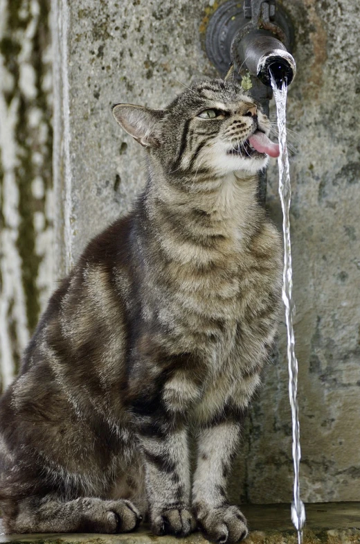 a cat drinking water out of a faucet, by Hans Schwarz, shutterstock, shouting, on a large marble wall, taken in zoo, it\'s raining