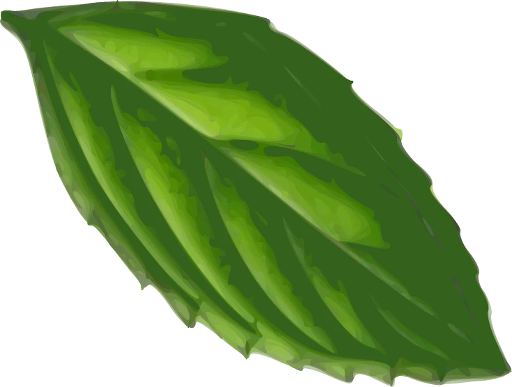 a green leaf on a black background, a digital painting, hurufiyya, made in paint tool sai2, low res, salad, serrated point