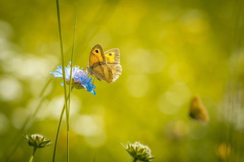 a butterfly sitting on top of a blue flower, a macro photograph, by Etienne Delessert, romanticism, sunny meadow, butterflies in the foreground, relaxed. gold background, difraction from back light