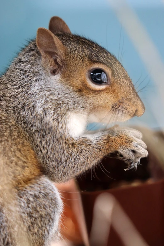 a close up of a squirrel on a table, a portrait, big grey blue eyes, close - up profile face, holding it out to the camera, version 3