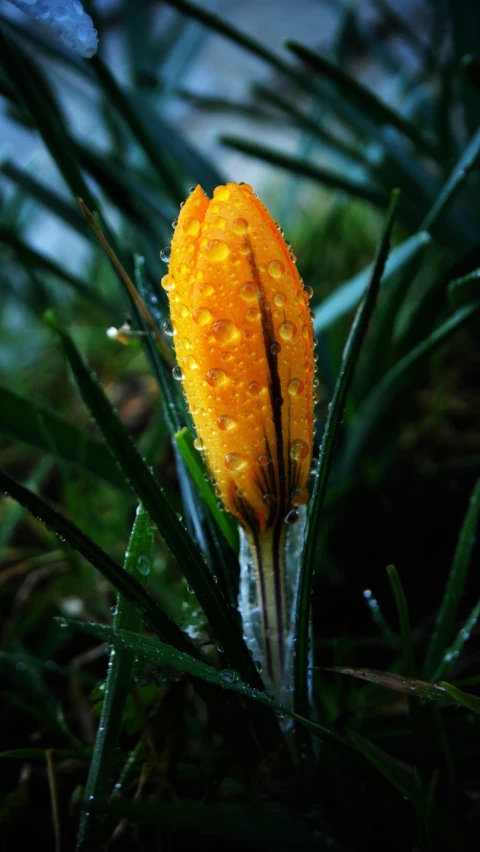 a yellow flower with water droplets on it, by Jan Rustem, flickr, hurufiyya, orange grass, cone shaped, bangalore, emerald