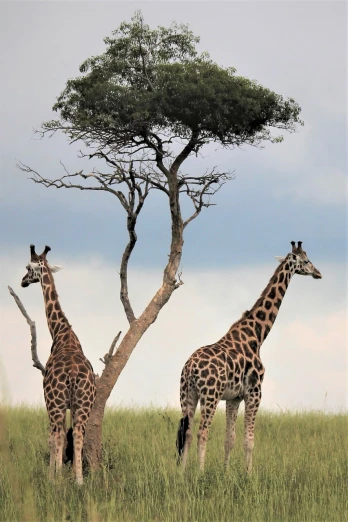 a couple of giraffe standing next to a tree, a picture, by Dean Ellis, pexels contest winner, hurufiyya, photograph credit: ap, green hills savanna tree, caught in 4 k, excellent composition