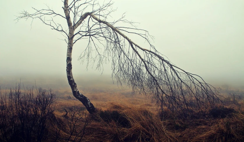 a bare tree in a field on a foggy day, a picture, inspired by Caspar David Friedrich, flickr, birch swamp, moorland, broken composition, spooky photo