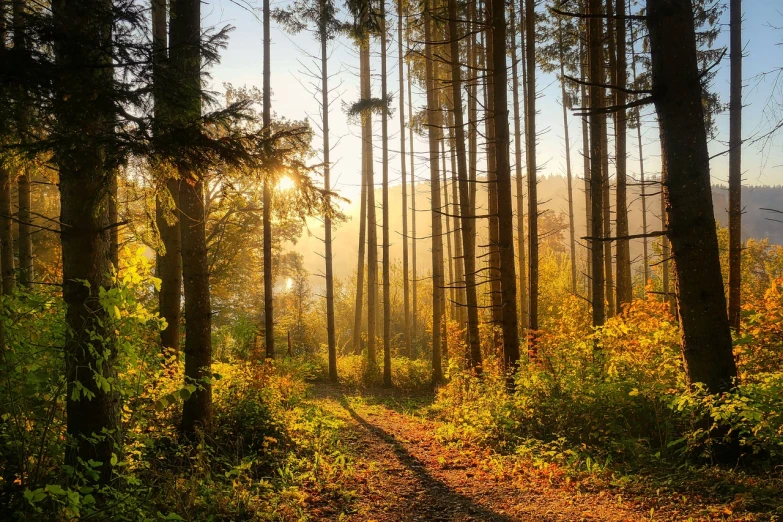 the sun is shining through the trees in the woods, a picture, by Karl Pümpin, pexels, fine art, autumn sunrise warm light, hiking trail, build in a forest near of a lake, lush evergreen forest