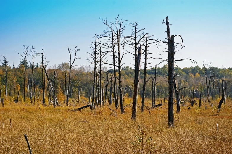 a field that has some dead trees in it, flickr, realistic wood swamp, minn, fall season, deteriorated