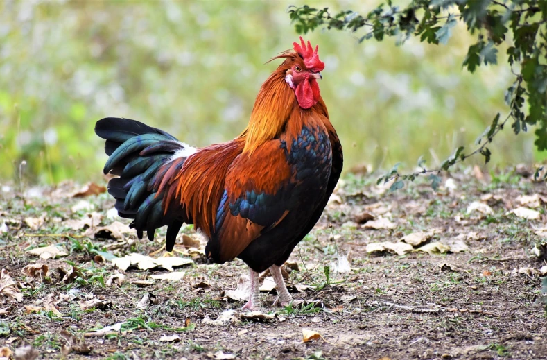 a rooster standing in the middle of a field, a photo, by Jan Rustem, shutterstock, looking majestic in forest, richly colored, an afghan male type, stock photo