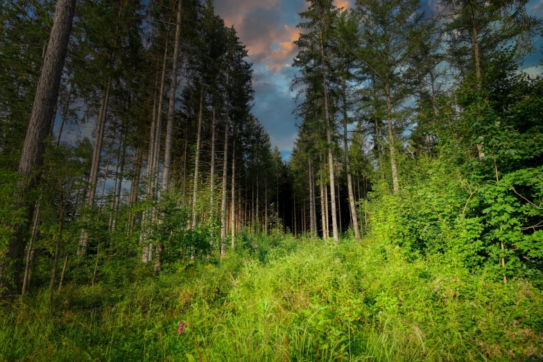 a forest filled with lots of tall trees, a picture, by Karl Pümpin, shutterstock, 8k hdr dusk light, irish forest, 2 4 mm wide angle, meadow in the forest