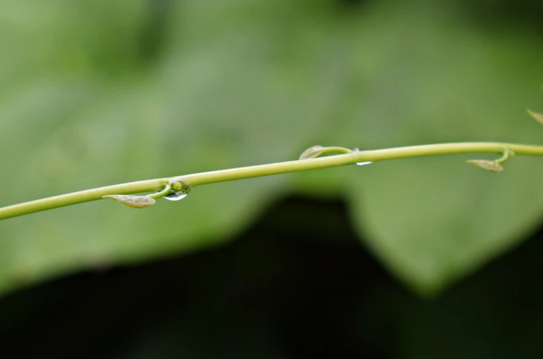 a close up of a plant with water droplets on it, by Edward Corbett, minimalism, long vines, frog perspective, img _ 9 7 5. raw, bamboo