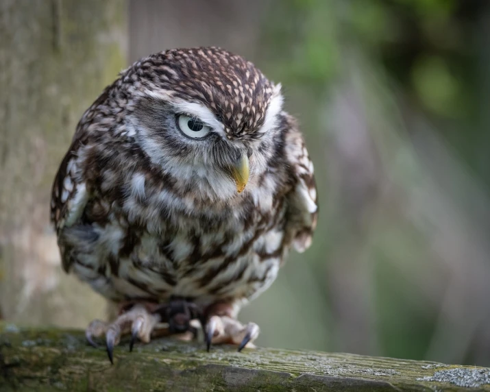 a small owl sitting on top of a tree branch, a picture, by John Gibson, shutterstock, sitting on a log, fierce expression 4k, 2 4 mm iso 8 0 0, looking tired