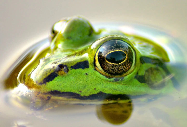 a close up of a frog's face in water, by Anna Haifisch, flickr, renaissance, eye color green, wallpaper - 1 0 2 4, ooze, on a sunny day