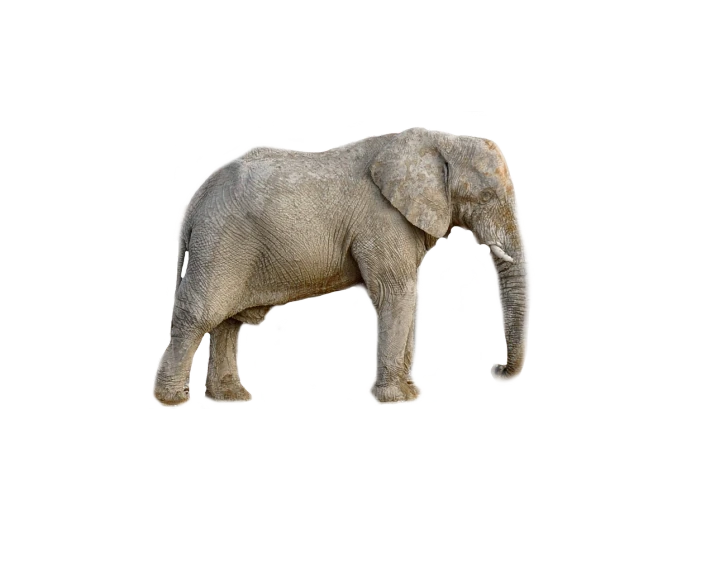 an elephant standing in front of a black background, a digital rendering, hurufiyya, posterized, on clear background, very sharp photo