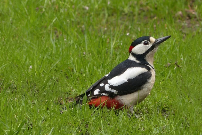 a bird that is standing in the grass, flickr, he‘s wearing a red neckerchief, high detail!!, spots, with a gullet at the end